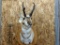 Shoulder Mount Pronghorn Antelope Great Color & Markings Nice Clean Mount