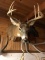 Shoulder Mount Whitetail 4x5