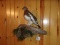 Full Body Ptarmigan On Habitat Hanging Base Nice Bird 18