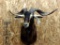 Shoulder Mount Catalina Goat Big Horns Nice Clean Mount
