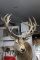 Shoulder Mount Red Stag Big Antler !