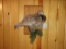 Ruffed Grouse Life Size Mount On Branch 15