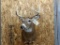 Shoulder Mount Whitetail 5x5 Nice Cape Nice Clean Mount 