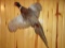 Flying Pheasant Mount 32