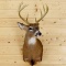 Shoulder Mount 10 Point Whitetail Upright