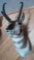 Super nice antelope mount with tall ivory tipped horns