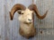 Shoulder Mount Stone Sheep Big Horns