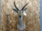 Shoulder Mount African Reedbuck