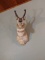Shoulder Mount Antelope