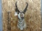 Shoulder Mount Antelope