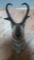 Shoulder Mount Antelope mount with 14 inch horns and 6 inch prongs