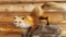 New Mount Red Fox Wall Mount
