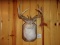 8pt Typical Jackalope