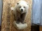 Half Body Mount Alaskan Brown Bear Thick Shaggy Fur Big Real Claws