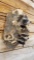 3 Raccoons In A Tree New Mount 24