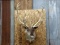 Shoulder Mount Barren Ground Caribou