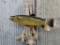 Real Skin Mount Brown Trout On Driftwood Hanging Base Like New Great Taxidermy & Paint Jackson Count