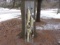 Real Skin Mount Stringer Of Fish 2 Walleye Small Mouth & Large Mouth Bass