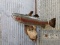 Real Skin Mount Trout On Driftwood Hanging Base Like New Mount Great Paint & Taxidermy Jackson Count