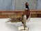 Full Body Mount Pheasant