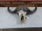 Cape Buffalo Skull 33