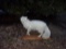 Arctic Fox Full Body Mount 27