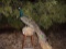 Full Body mount Peacock On A Stump 48