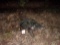 Large Snapping Turtle Full Body Mount 33
