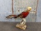 Golden Pheasant Full Body Mount On Driftwood 18