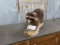 Mahogany Colored Full Body Mount Raccoon On Driftwood