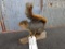 Full Body Mount Squirrel On Driftwood Base