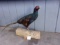 Black Pheasant Full Body Mount Vibrant Colors Unique Piece 36