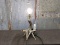 Whitetail Antler Table Lamp Works As It Should 23