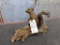 Full Body Mount Squirrel On Driftwood Base
