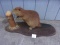 Full Body Mount Beaver On Base 33