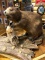 Full Body Mount Beaver On Driftwood Base 40” long 20” high 24” wide 