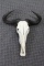 Wildebeest Skull Professionally Cleaned & Whitened 23' X 26' X 6'