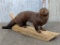 Full Body Mount Mink On Driftwood Base Nice Mount like new
