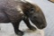 Full Body Mount African Porcupine 40