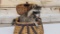 Brand New Baby Raccoon Raiding A Fishing Creel