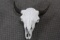 Buffalo Skull Professionally Cleaned & Whitened