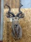 Shoulder Mount African Kudu Detachable Horns For Easy Transport