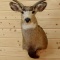 Mule Deer Shoulder Mount Upright, Head turned Left