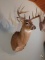 Typical ten point Whitetail Shoulder Mount