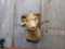 1940s-50s Vintage Rambouillet Sheep Shoulder Mount