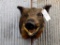 Shoulder Mount Wild Boar 16