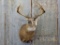 Shoulder Mount Whitetail Flehmen Pose Reproduction Antler