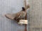Full Body Mount Grouse On Habitat Hanging Base Nice Mount 16