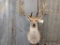 Shoulder Mount Fallow Deer Nice Mount 42