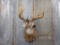 Shoulder Mount Whitetail Reproduction Antler Nice Mount